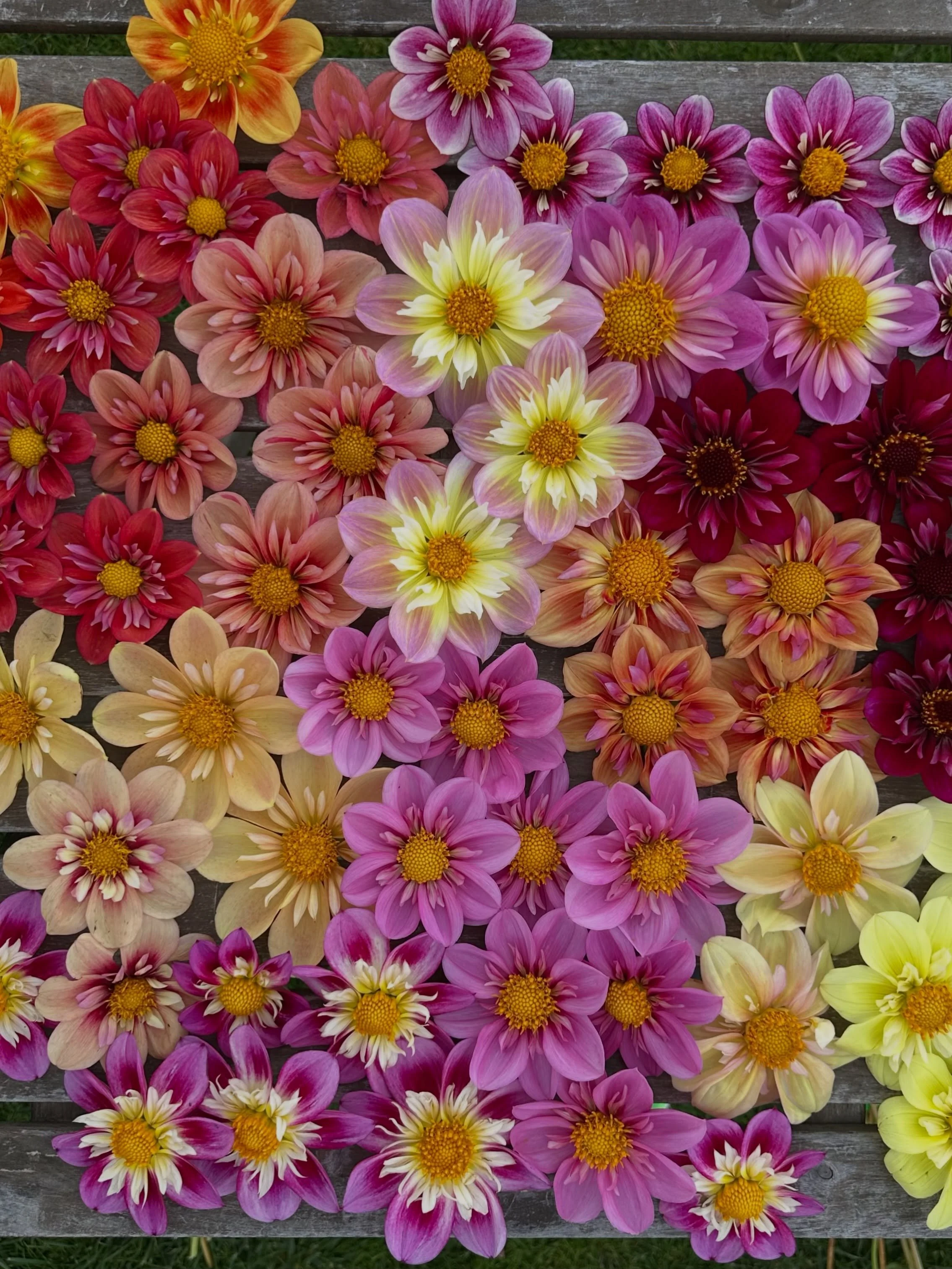 I&rsquo;ve been in seed saving mode the past few weeks, bouncing back and forth between harvesting sweet pea seed pods and dahlia seed pods. The dahlia seedling bug bit me pretty hard and now it&rsquo;s almost painful to walk past a ripening dahlia s