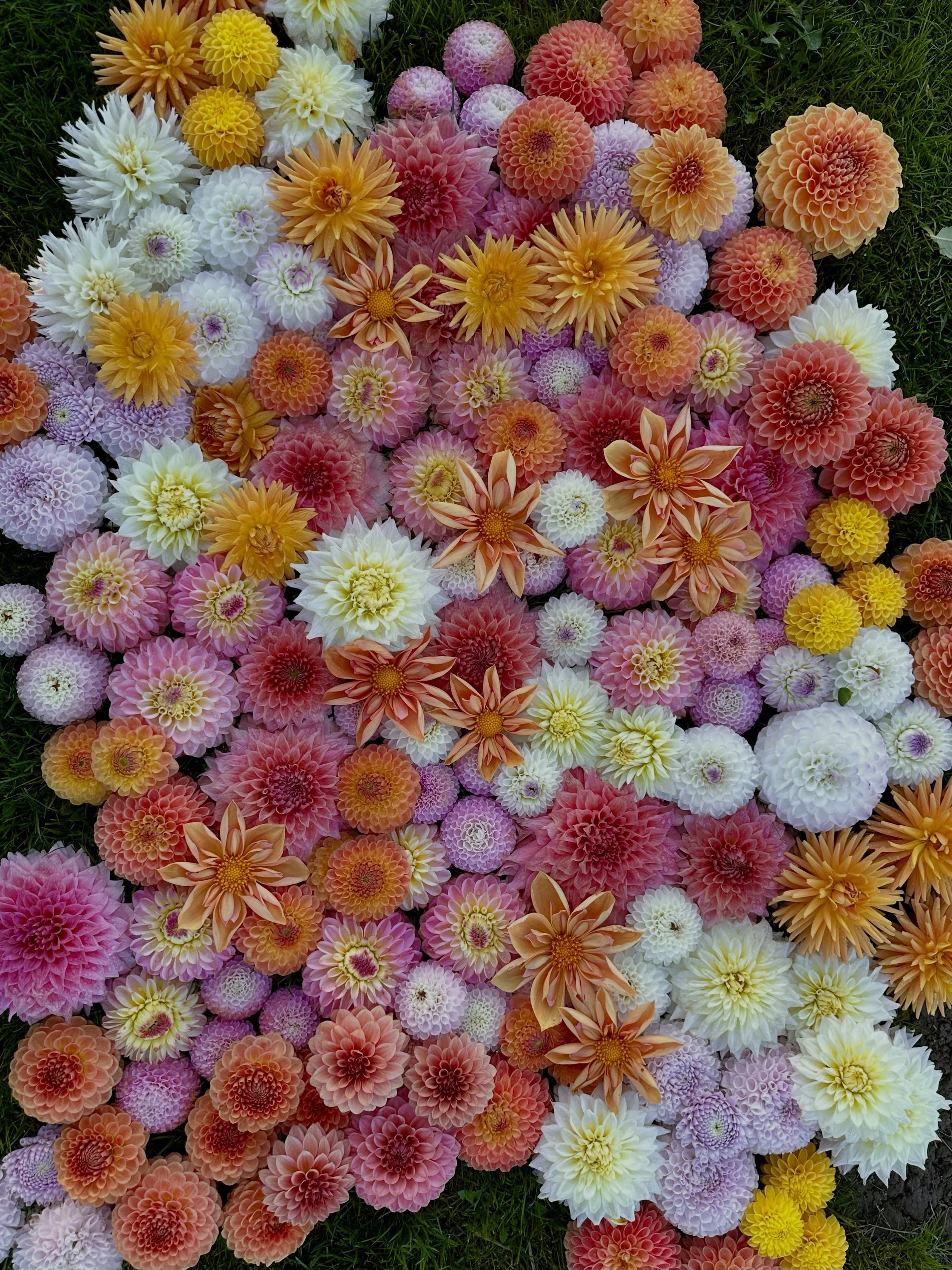 This weekend was the final push to photograph dahlias for the website. Some dahlias desperately needed retakes, and others were new-to-me varieties that needed their first glamor shot. Now comes the long process of getting the photos online!

Dahlia 