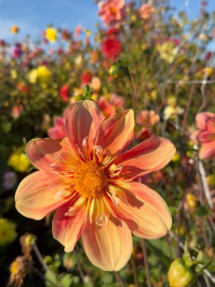 Am I the only one who feels mildly irritated with posts labeled &ldquo;hot takes&rdquo; or &ldquo;controversial&rdquo; that are actually about as mild as you can get? Maybe I&rsquo;m just old, but I don&rsquo;t find any of these dahlia growing concep
