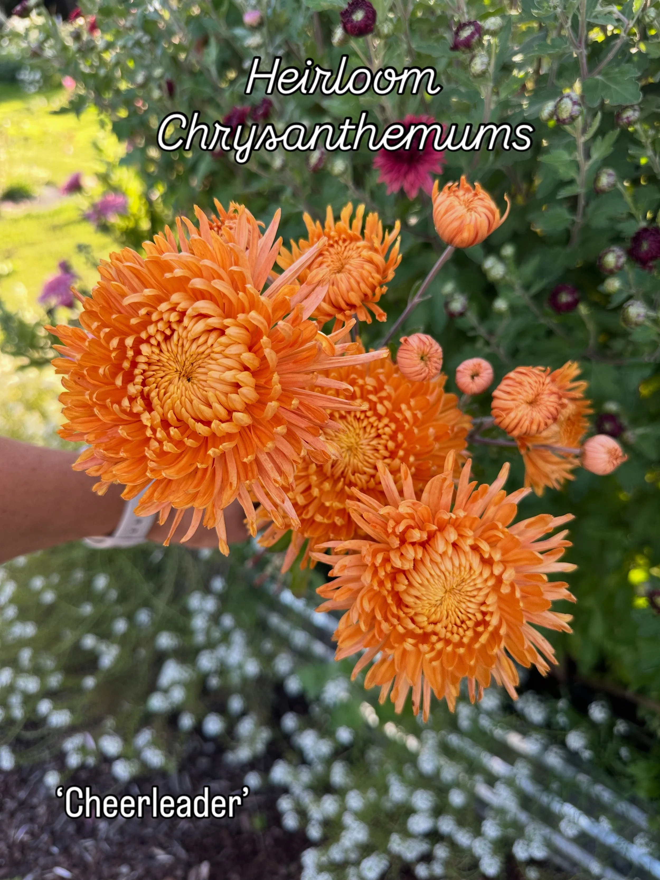 Here are a few of the heirloom mums I&rsquo;m loving right now. I can&rsquo;t remember the name of the second one (drat!), but that aside, I am thoroughly enjoying these charmers in our raised beds. I don&rsquo;t protect them from frost so I know the