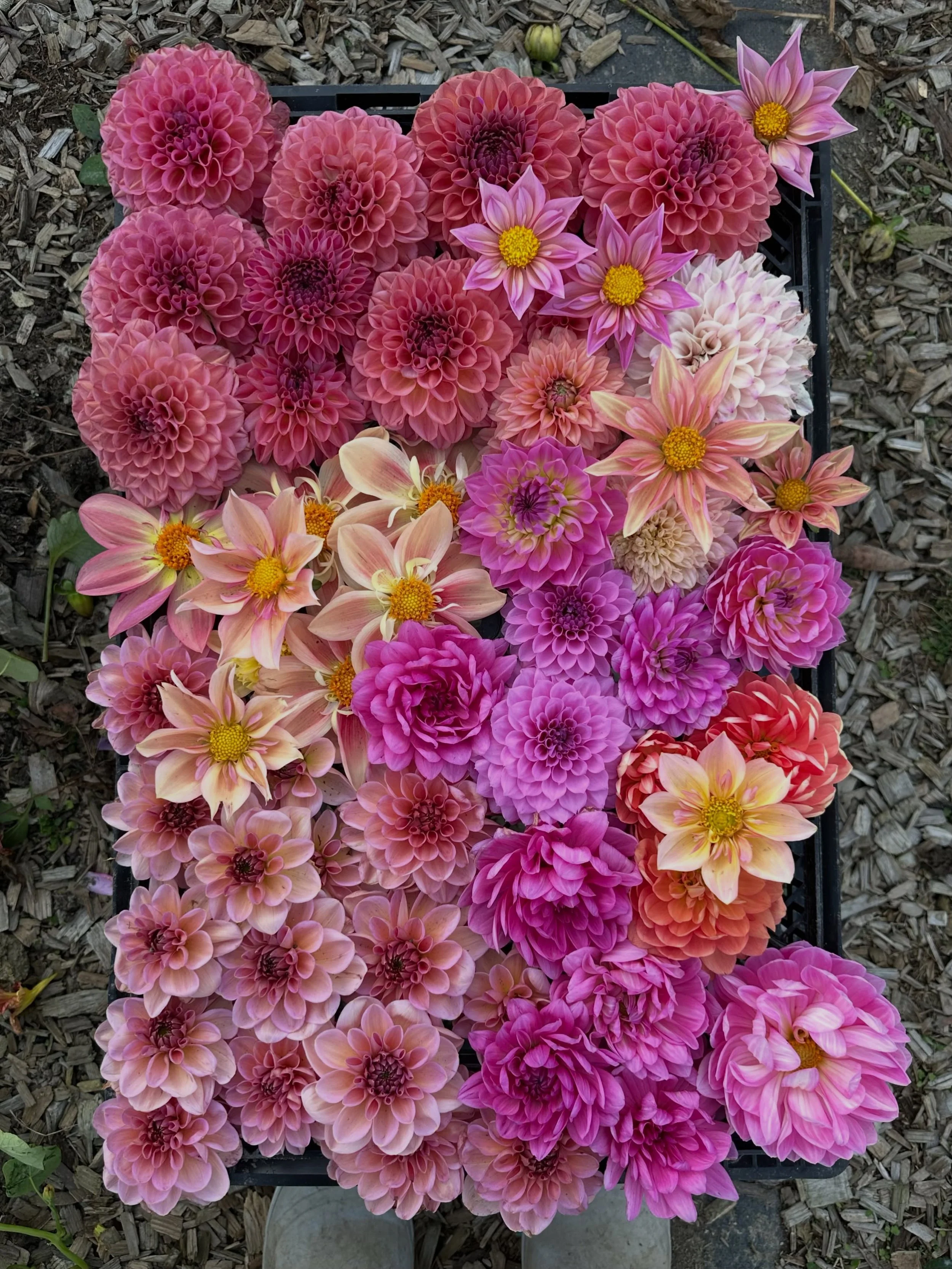 I may have kept entirely too many first year dahlia seedlings. The first photo is a fraction of what I dug up today (all firsties, all ridiculously cute). Now all the first year seedlings are in storage; tomorrow I&rsquo;ll move onto second and third