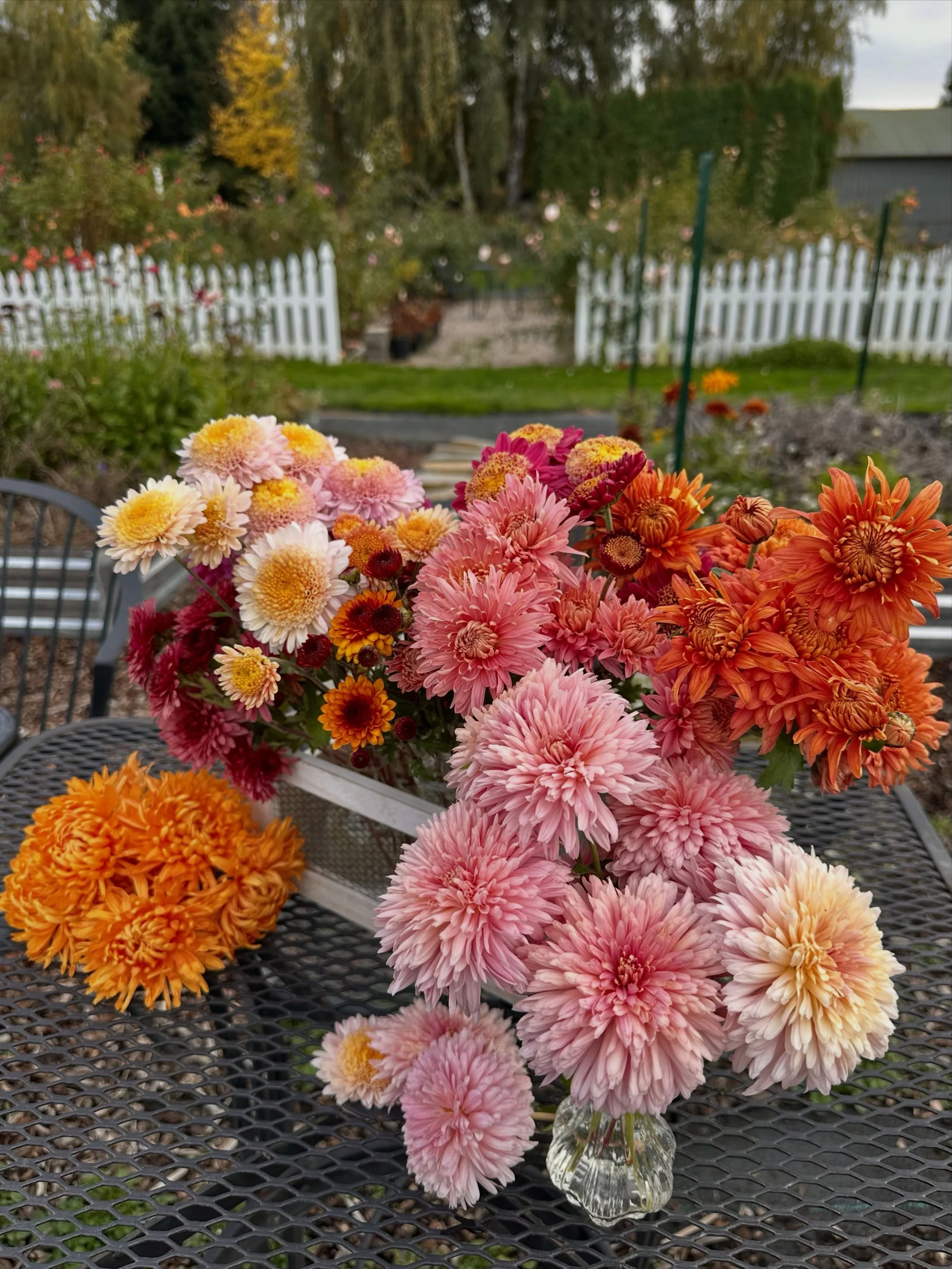 Last year I was curious about heirloom chrysanthemums and thought I&rsquo;d better scratch that itch by planting a few in my raised beds. Little did I know I would find them among the easiest flowers to grow and propagate. Like any committed flower j
