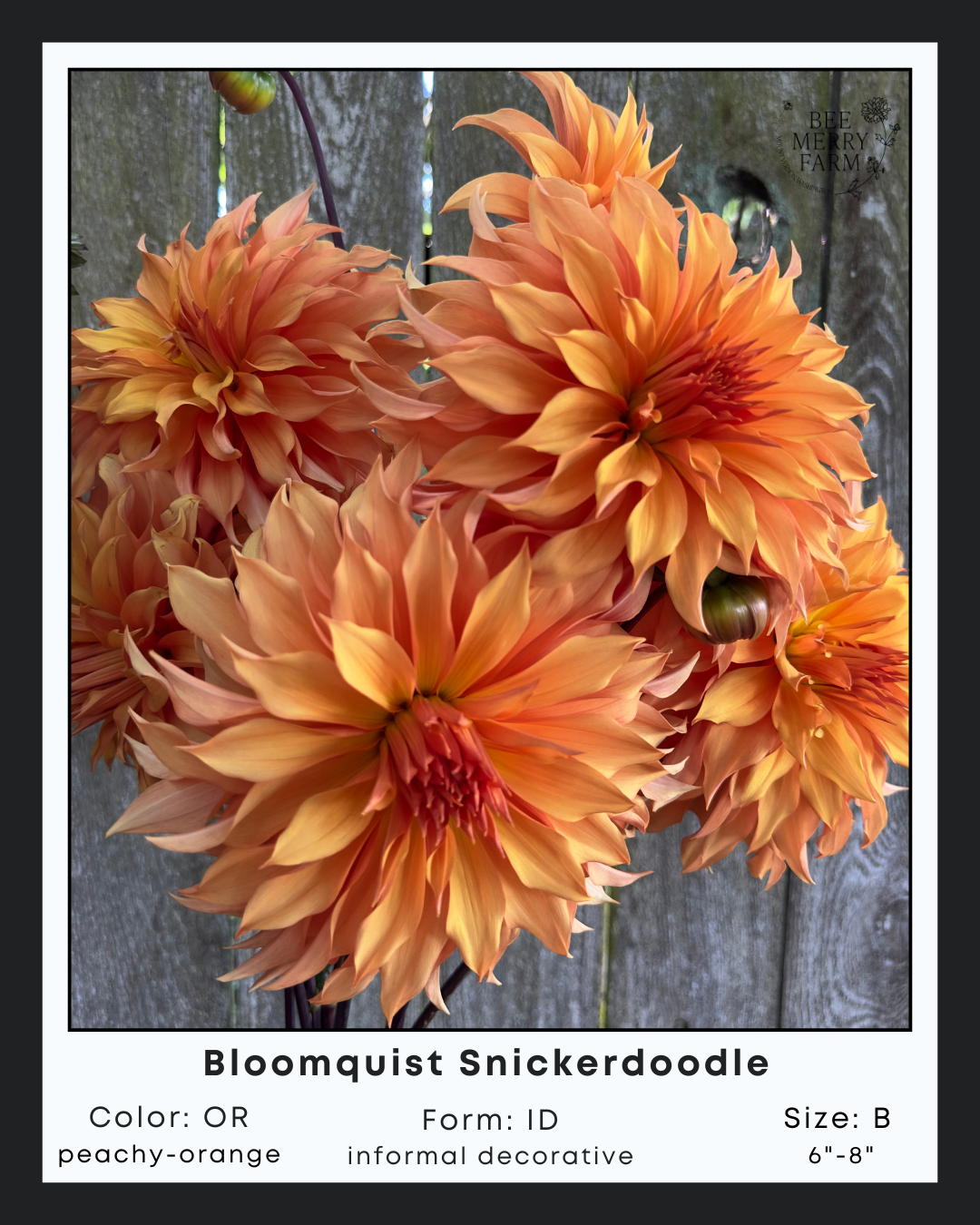 BQ Snickerdoodle-1.png