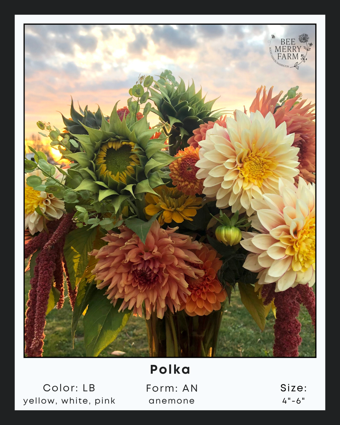 Polka-2.png