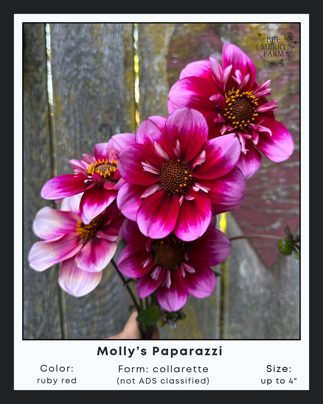 Mollys Paparazzi .png