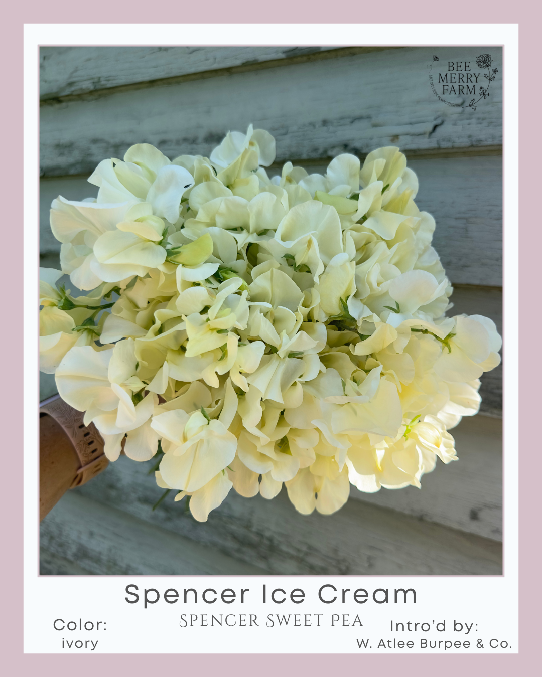 Sweet Pea: Spencer Ice Cream