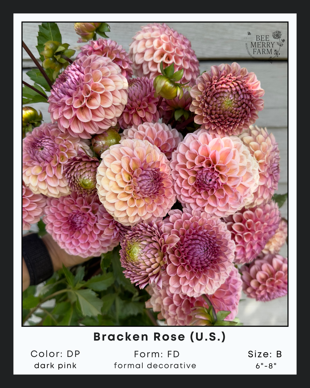 Bracken Rose-1.png
