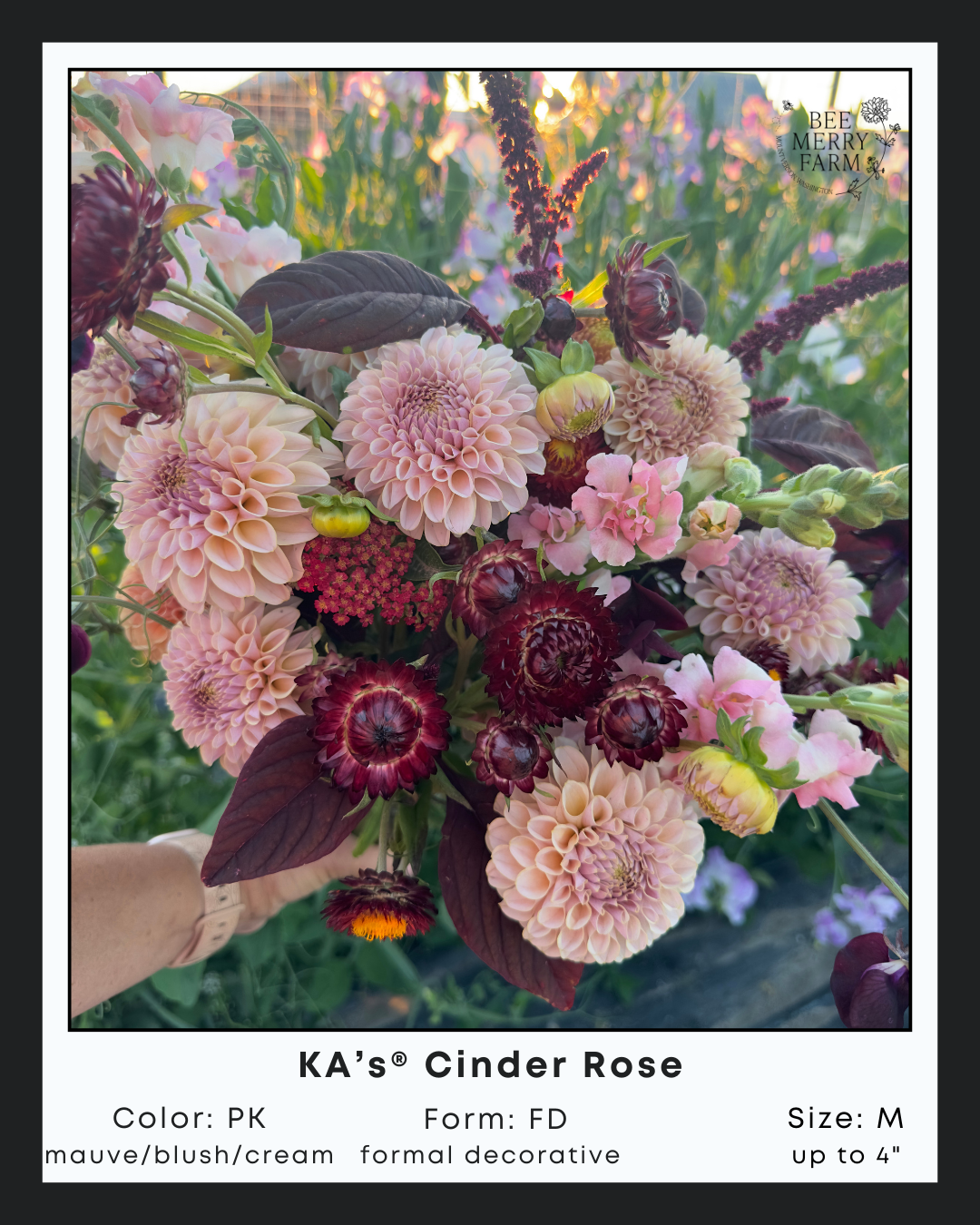 KAs Cinder Rose-4.png