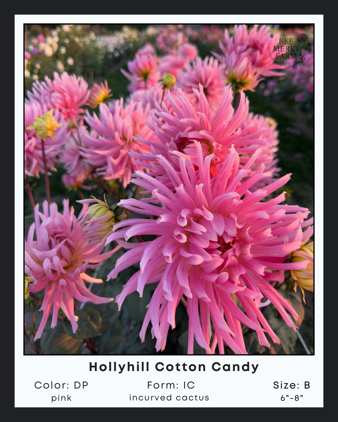 Hollyhill Cotton Candy-1.png