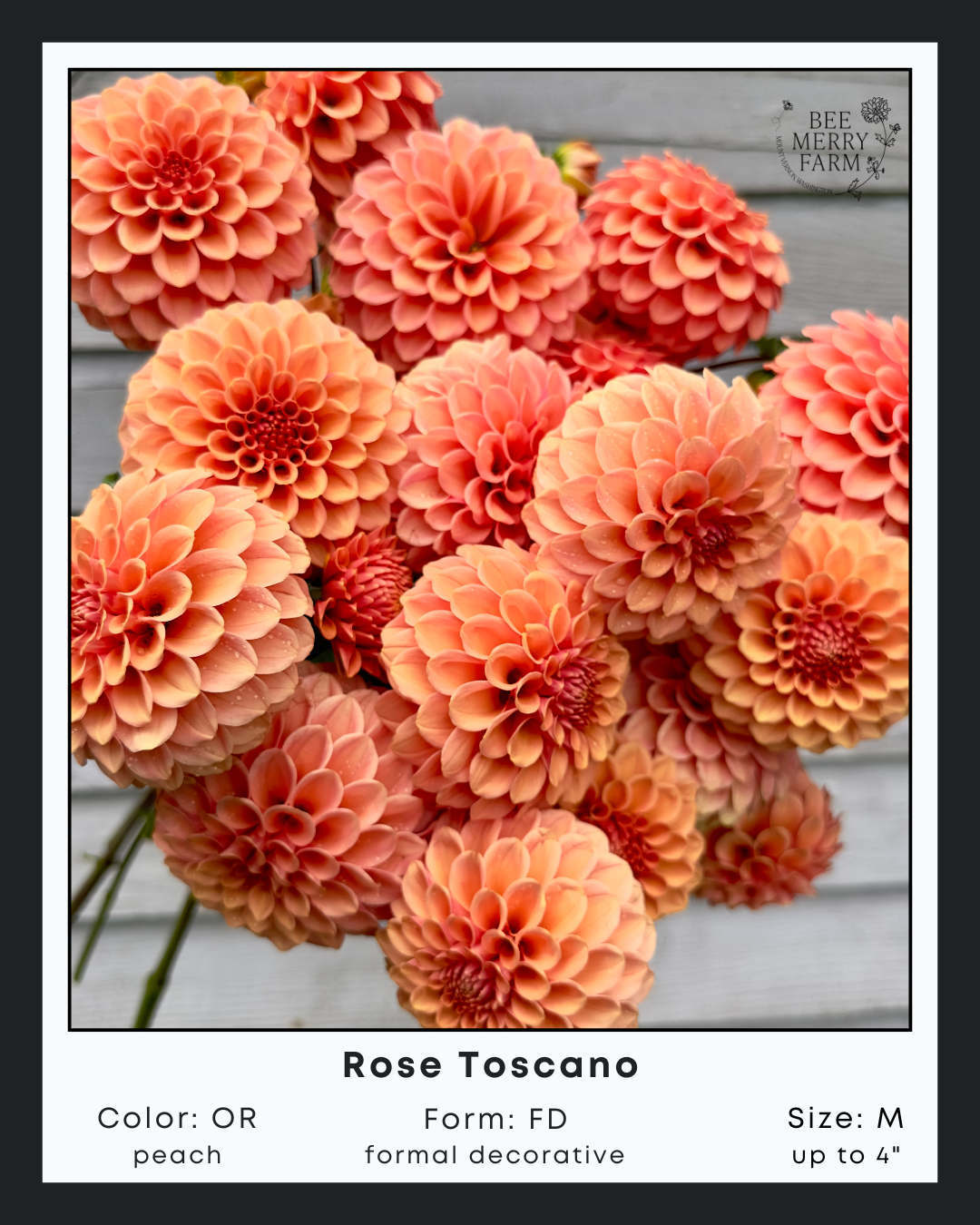 Rose Toscano-2.png