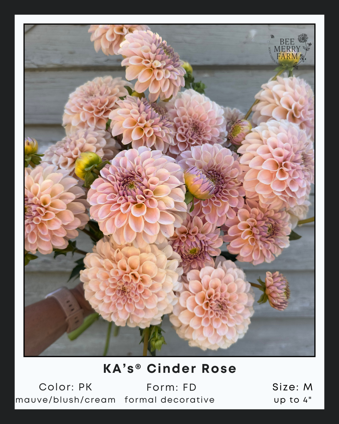 KAs Cinder Rose-2.png