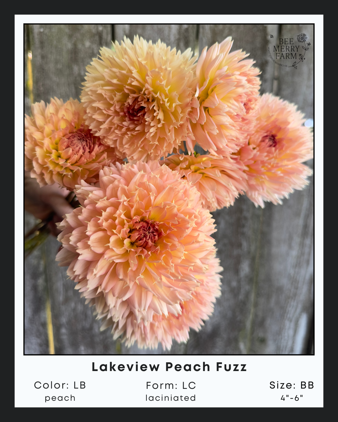 Lakeview Peach Fuzz