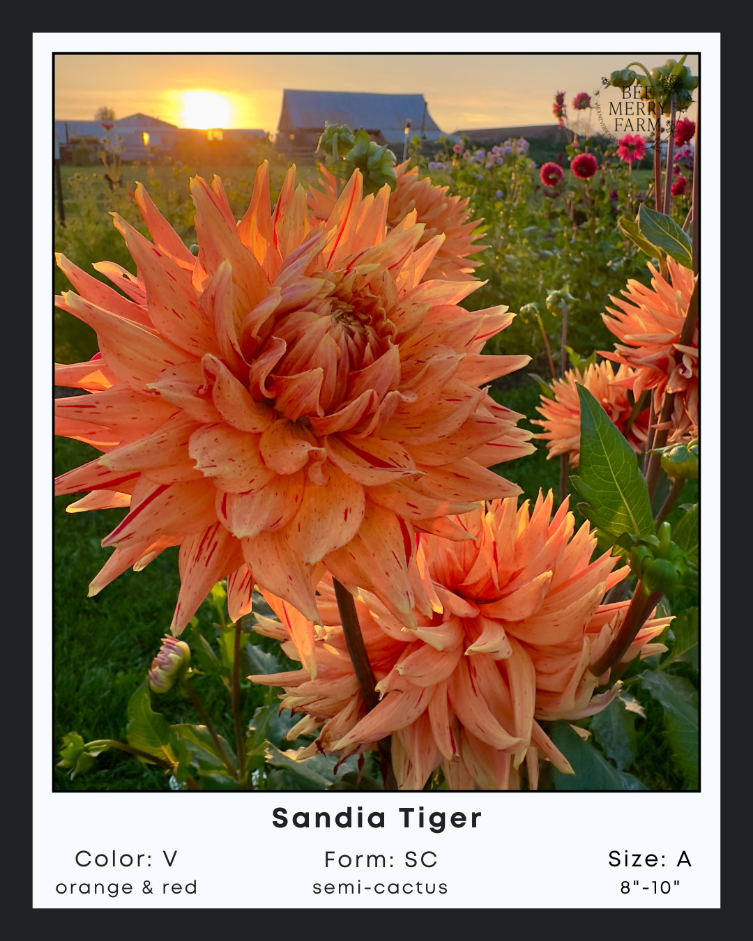 Sandia Tiger-1.png
