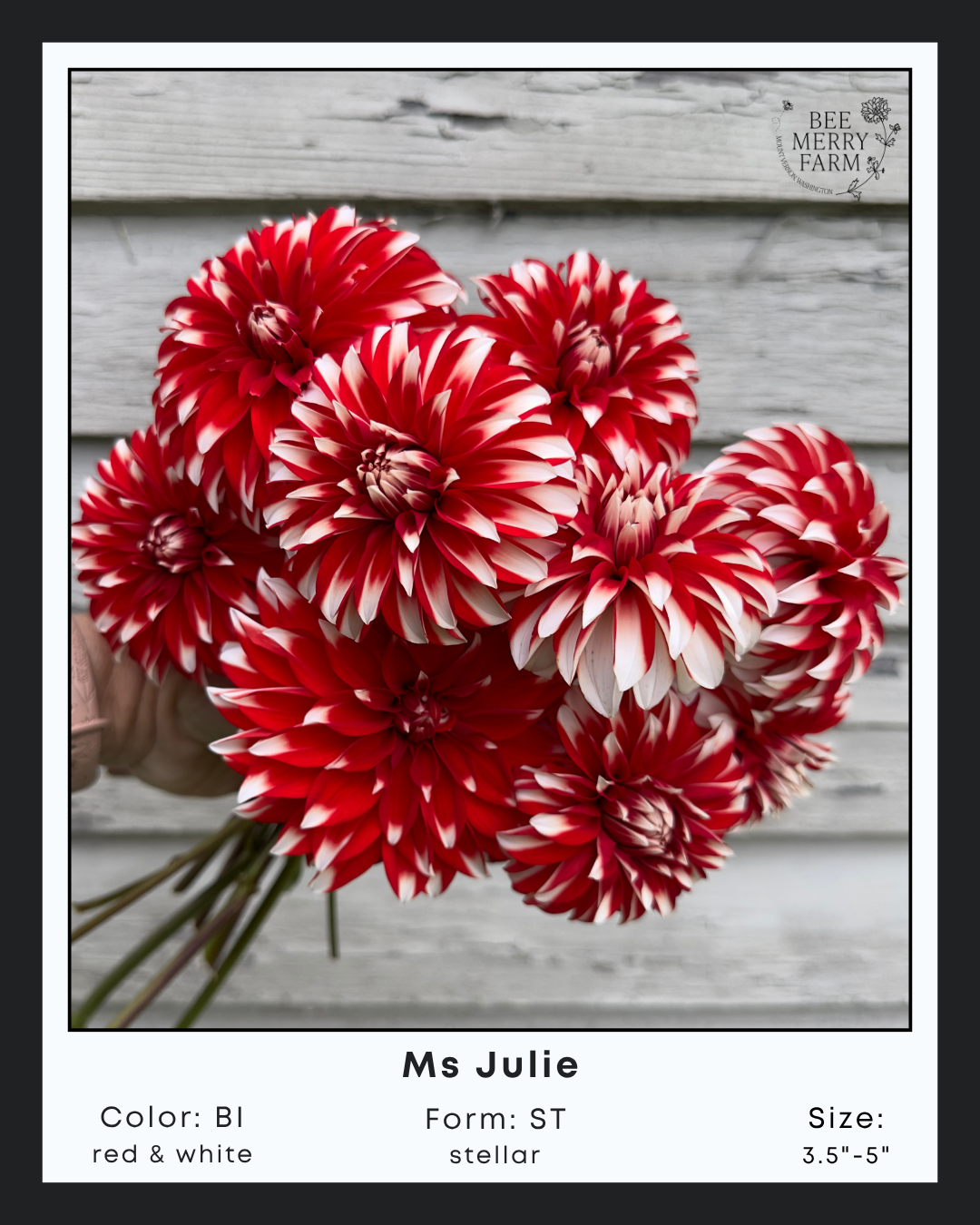 Ms Julie-1.png