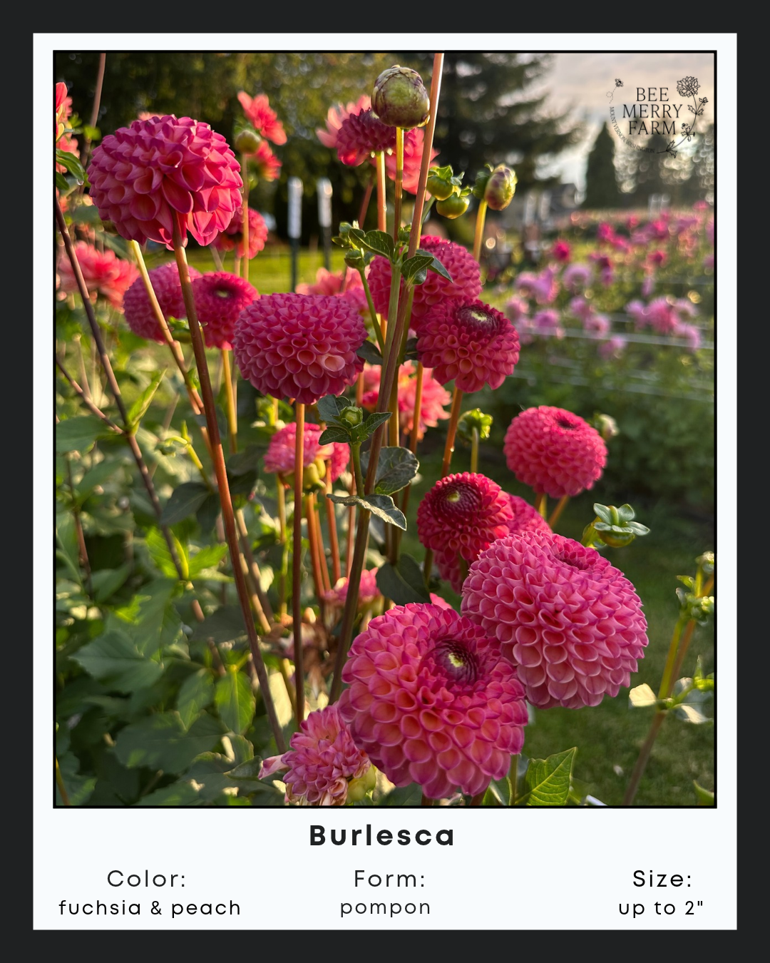 Burlesca-2.png