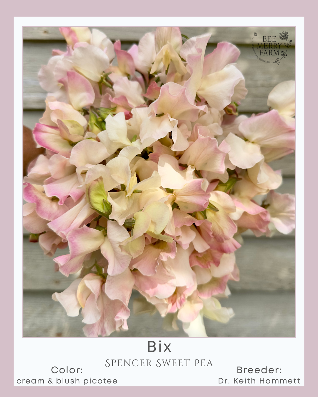 Sweet Pea: Bix
