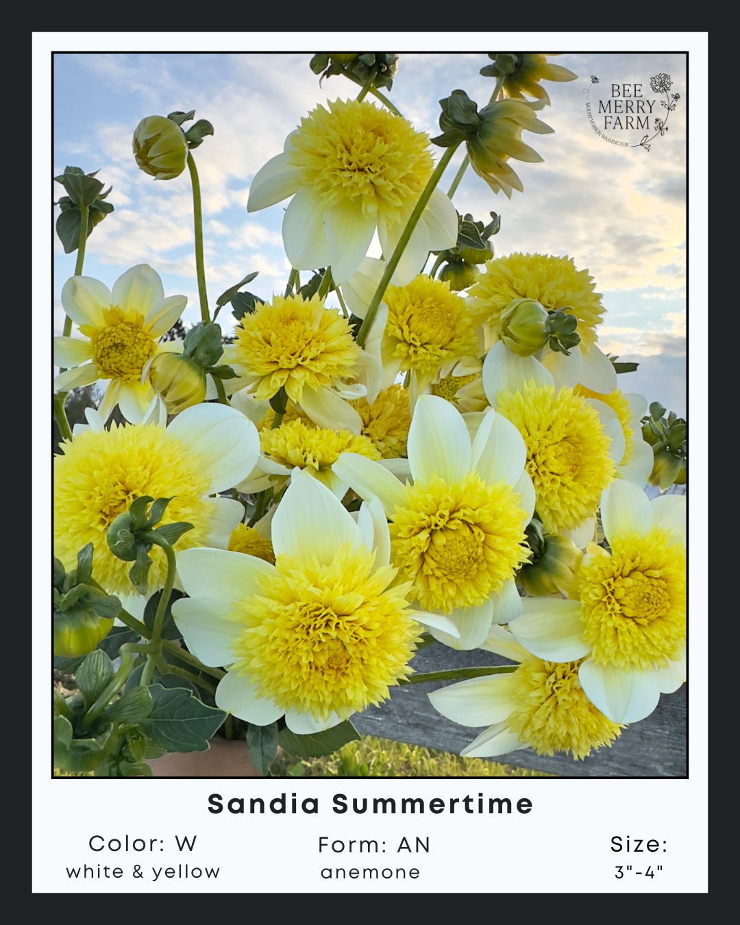 Sandia Summertime.png