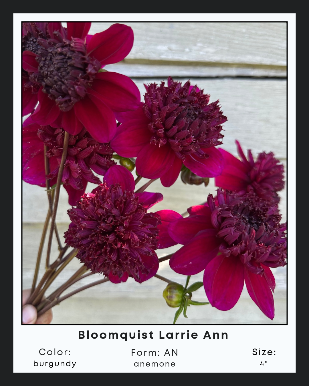 Bloomquist Larrie Ann