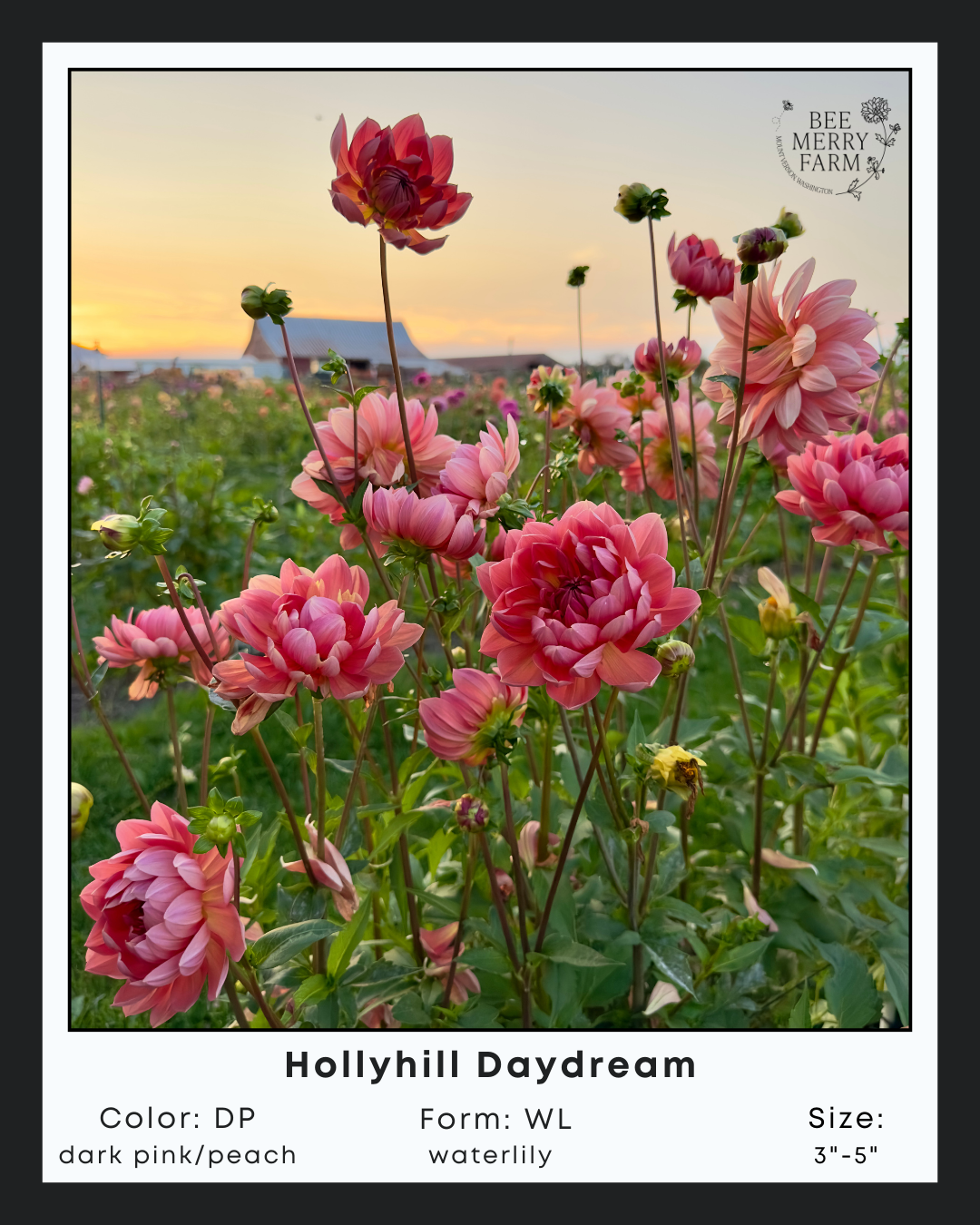 Hollyhill Daydream-2.png