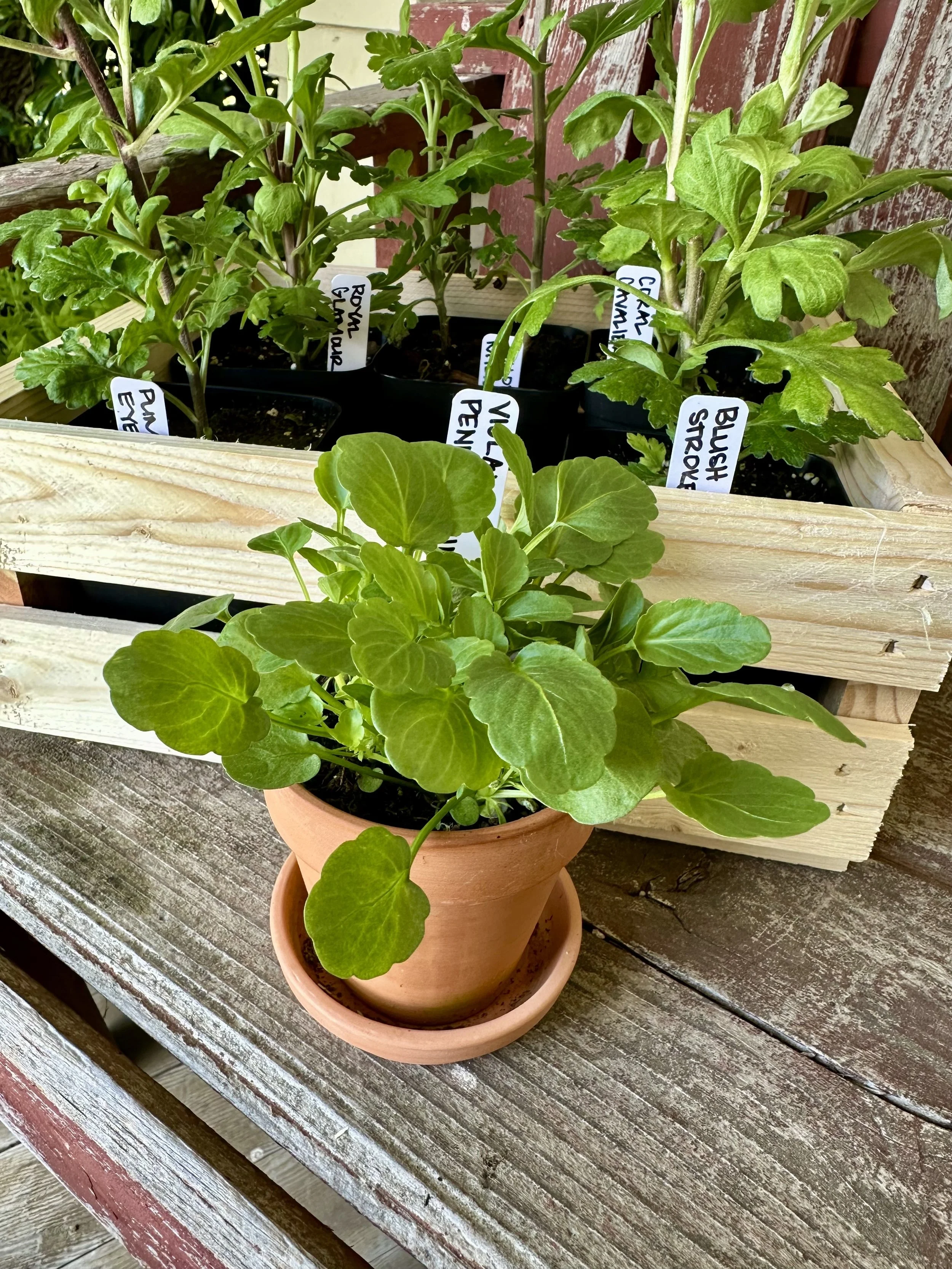 Mum Box-1.jpg