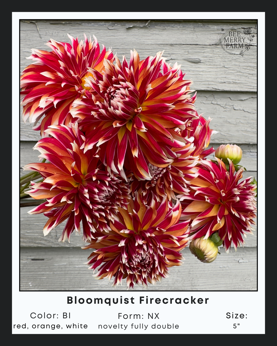 Bloomquist Firecracker