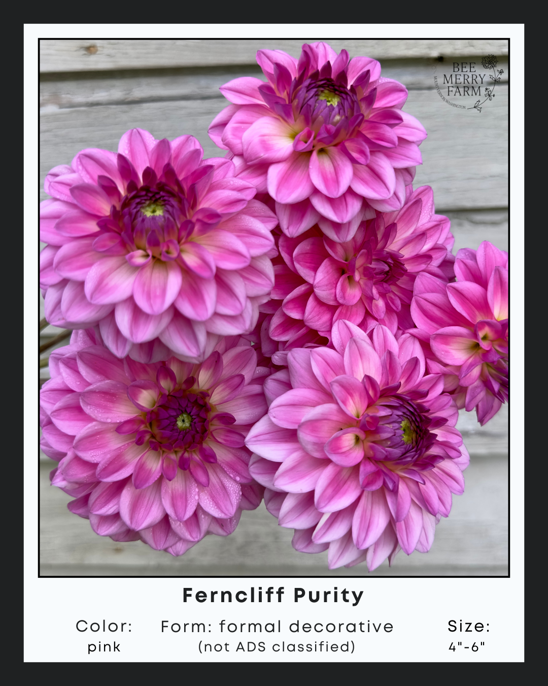 Ferncliff Purity