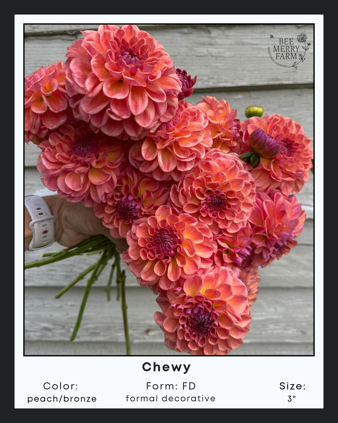 Chewy-2.png