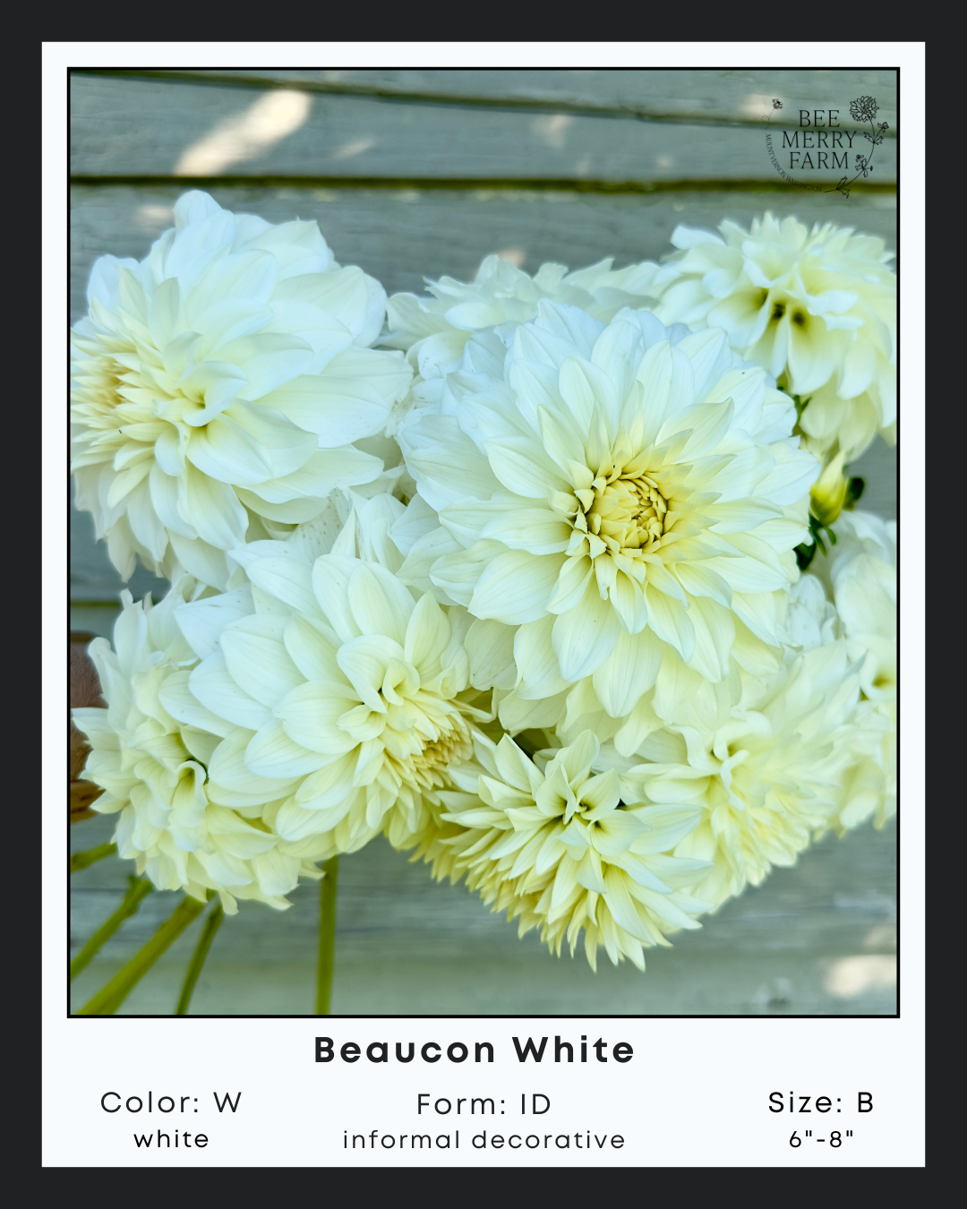 Beaucon White