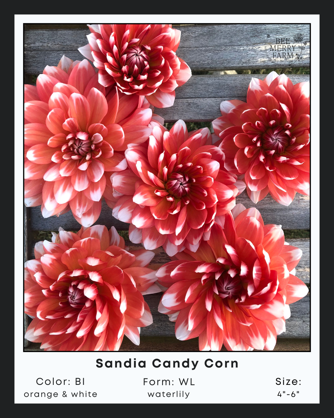 Sandia Candy Corn-2.png