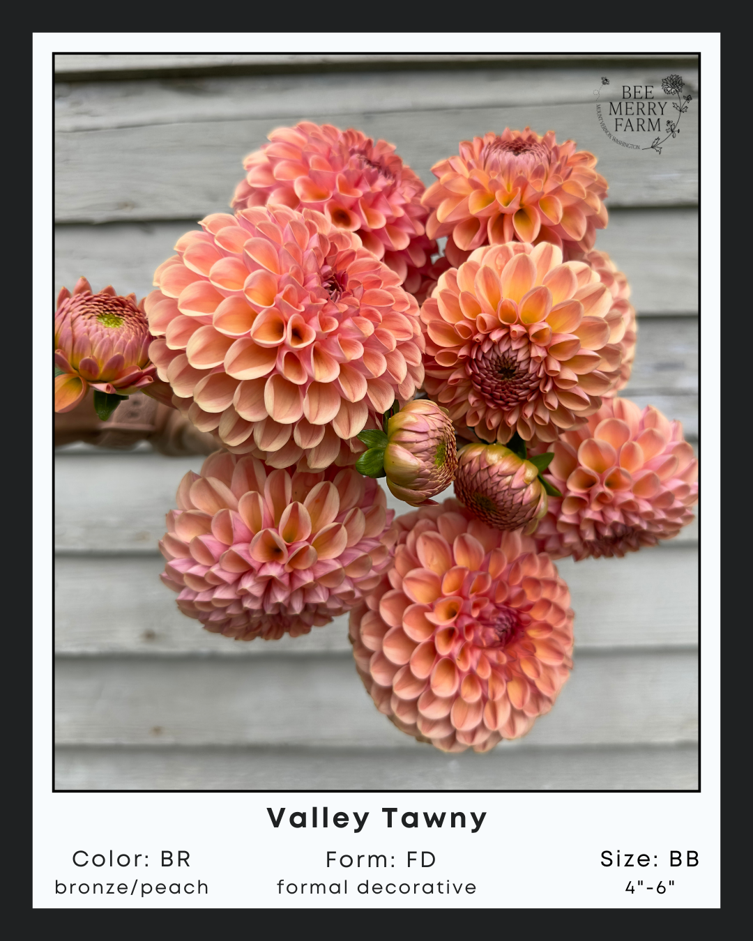 Valley Tawny.png