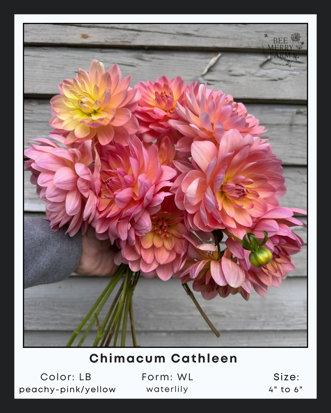 Chimacum Cathleen-1.png