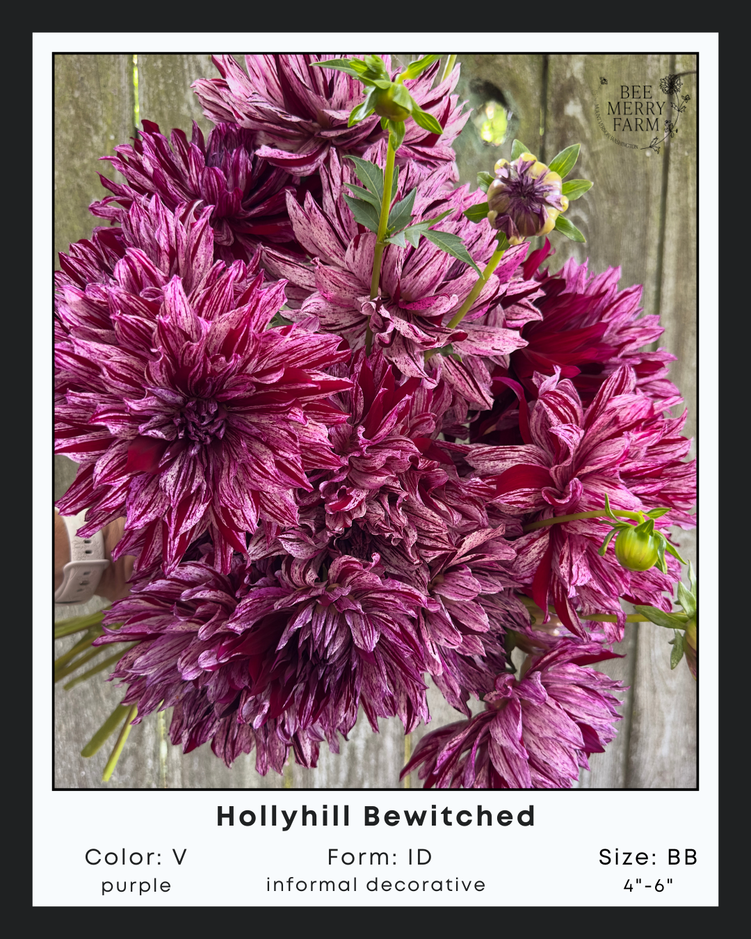 Hollyhill Bewitched-1.png