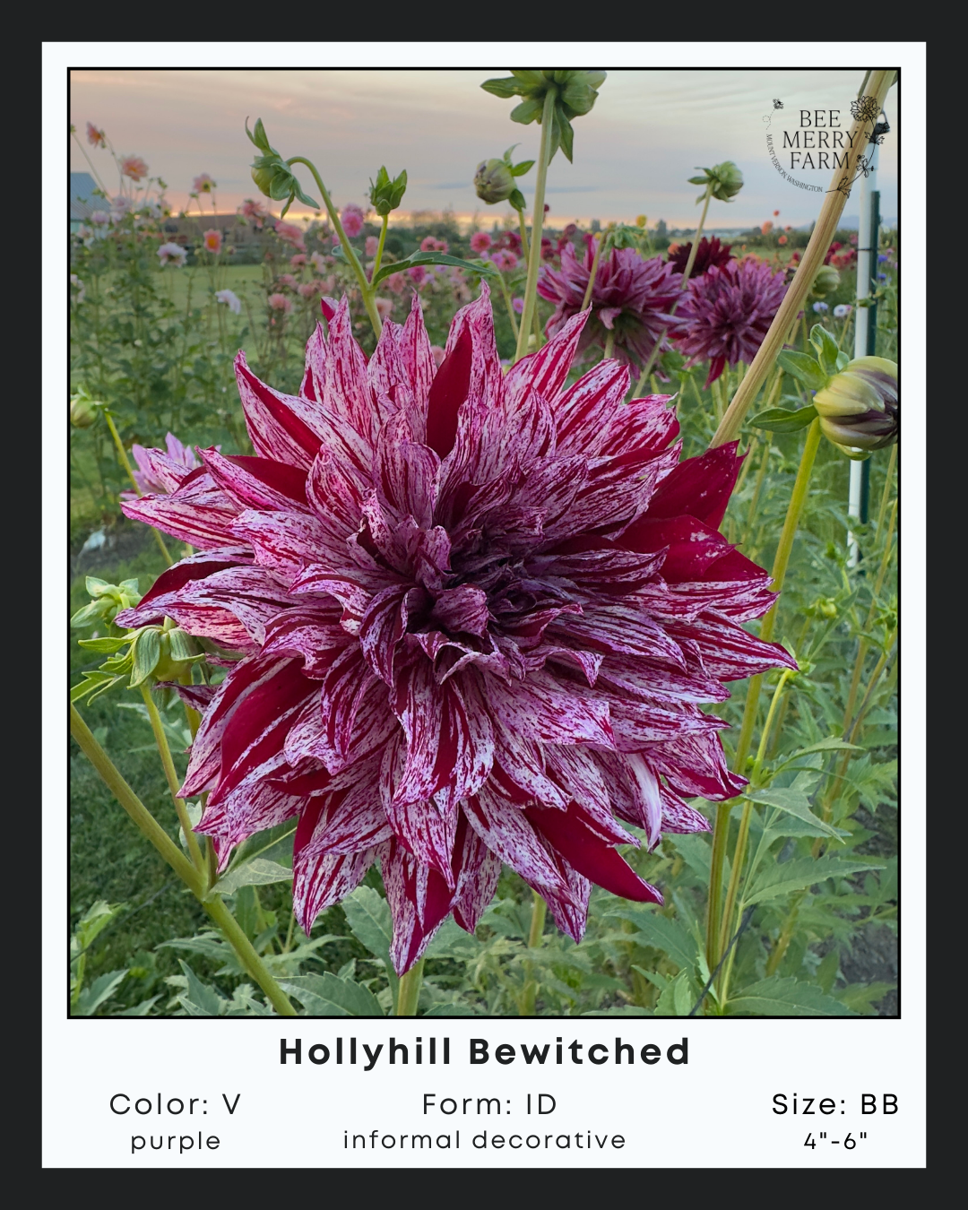 Hollyhill Bewitched-2.png