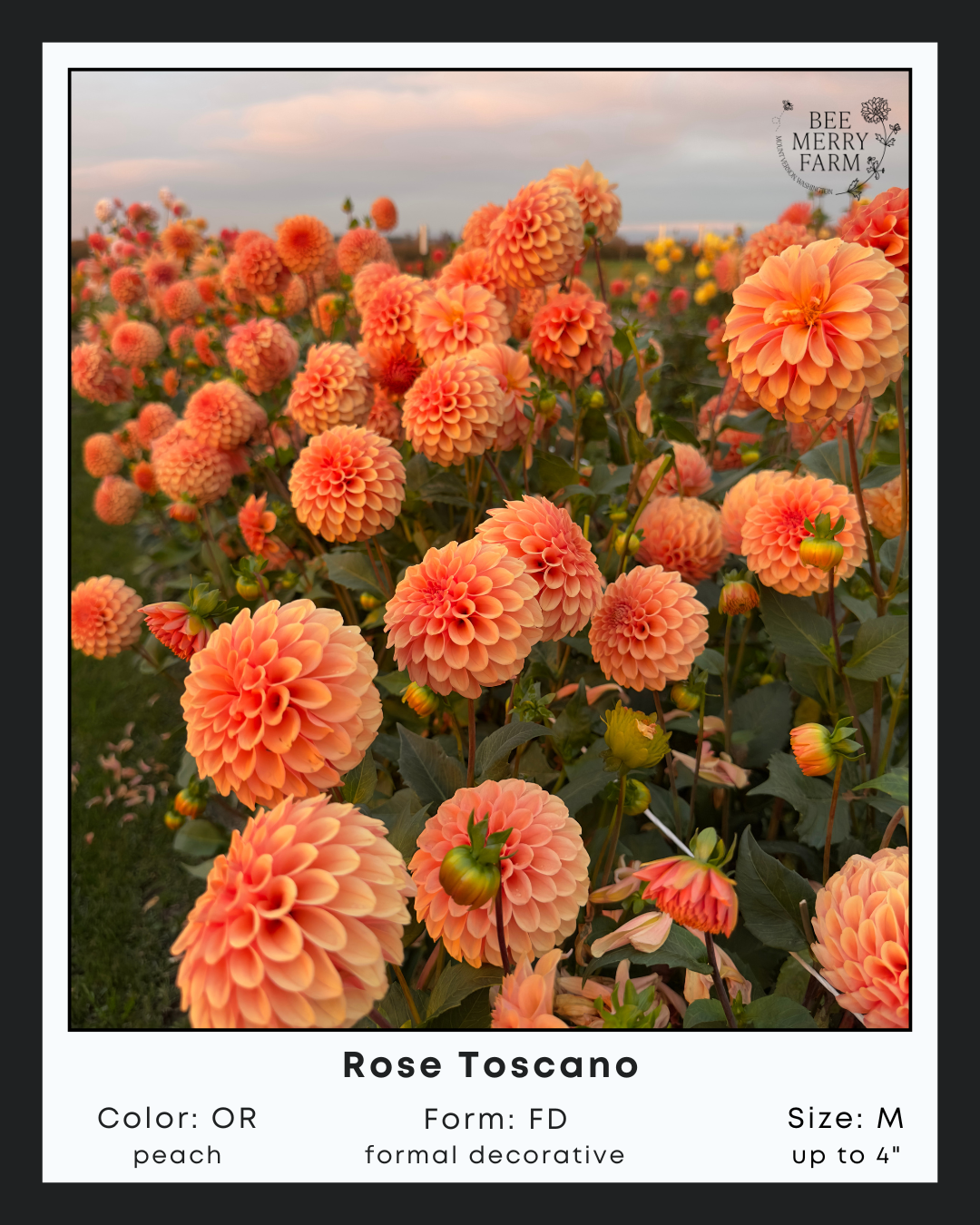Rose Toscano-1.png