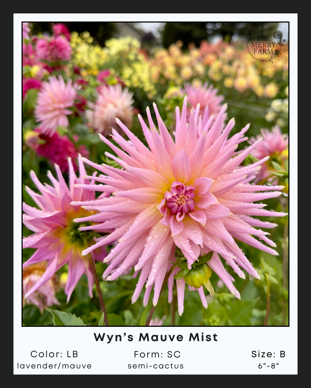 Wyns Mauve Mist-3.png