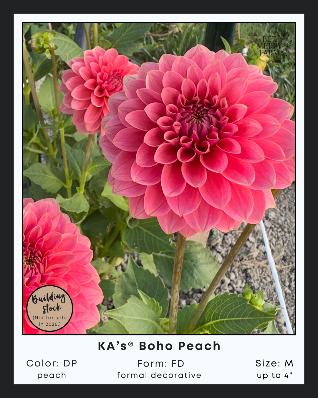 KAs Boho Peach-2.png