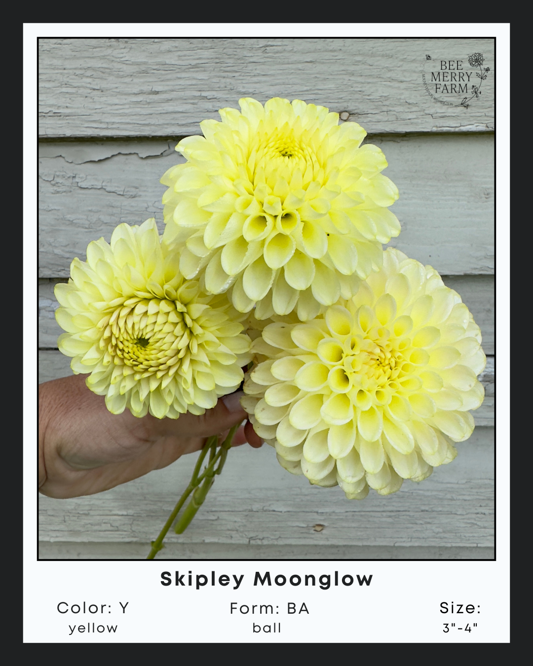 Skipley Moonglow.png