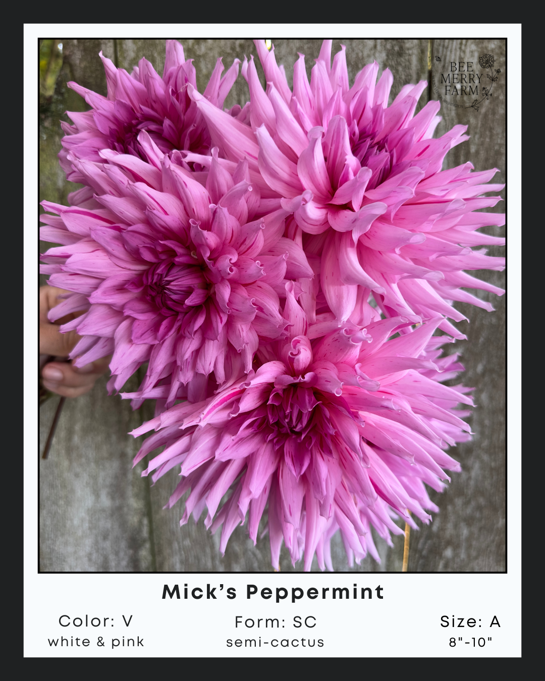Mick's Peppermint