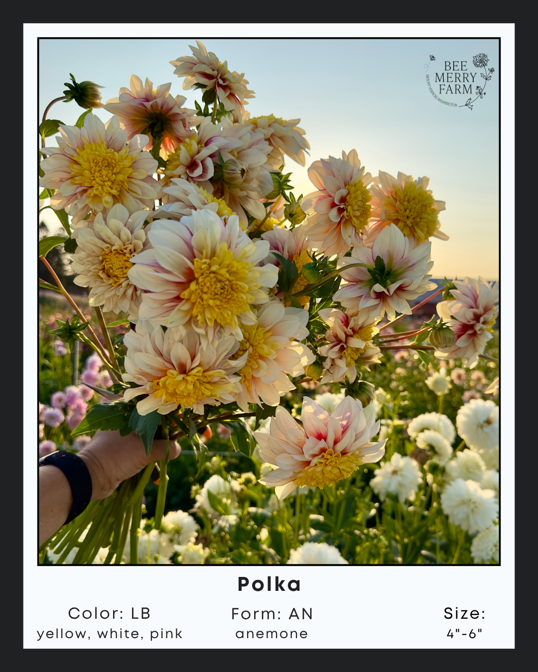 Polka-2.png
