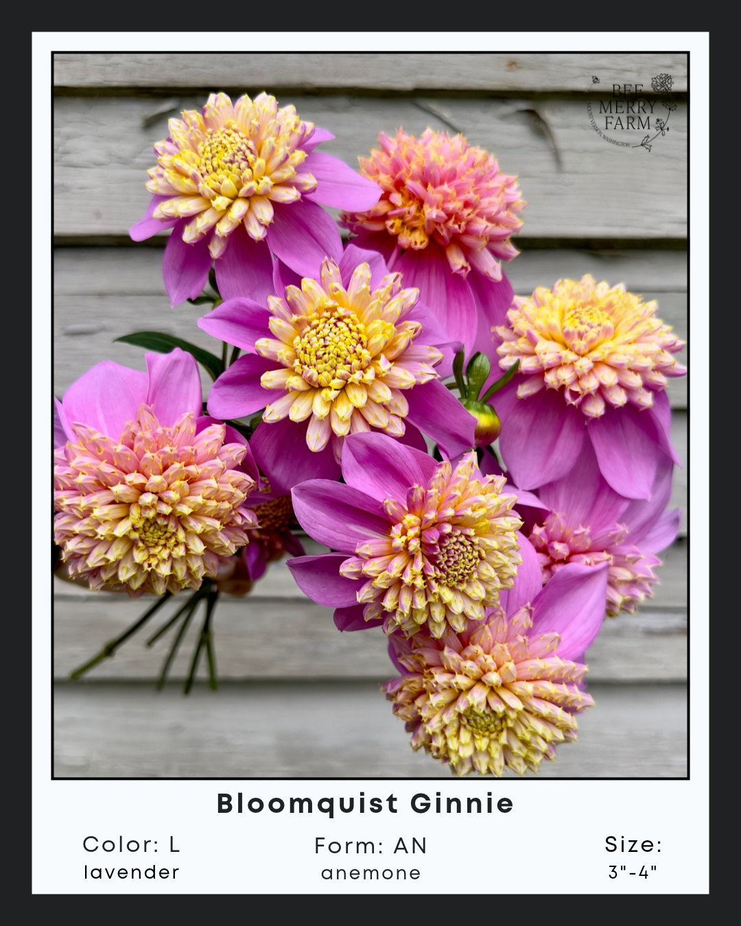 Bloomquist Ginnie