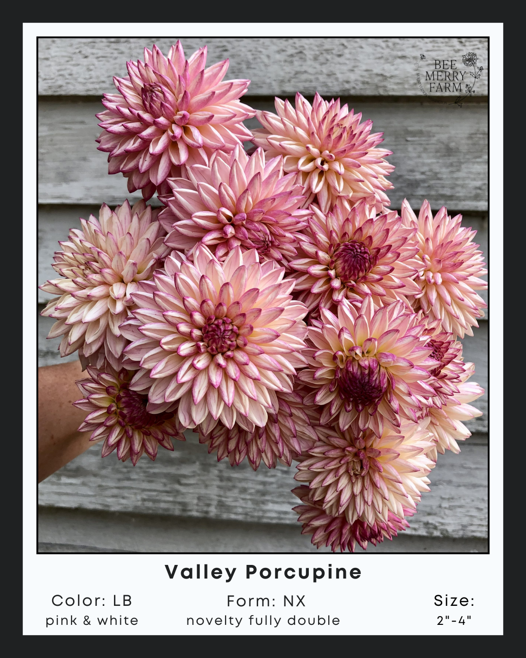 Valley Porcupine-2.png