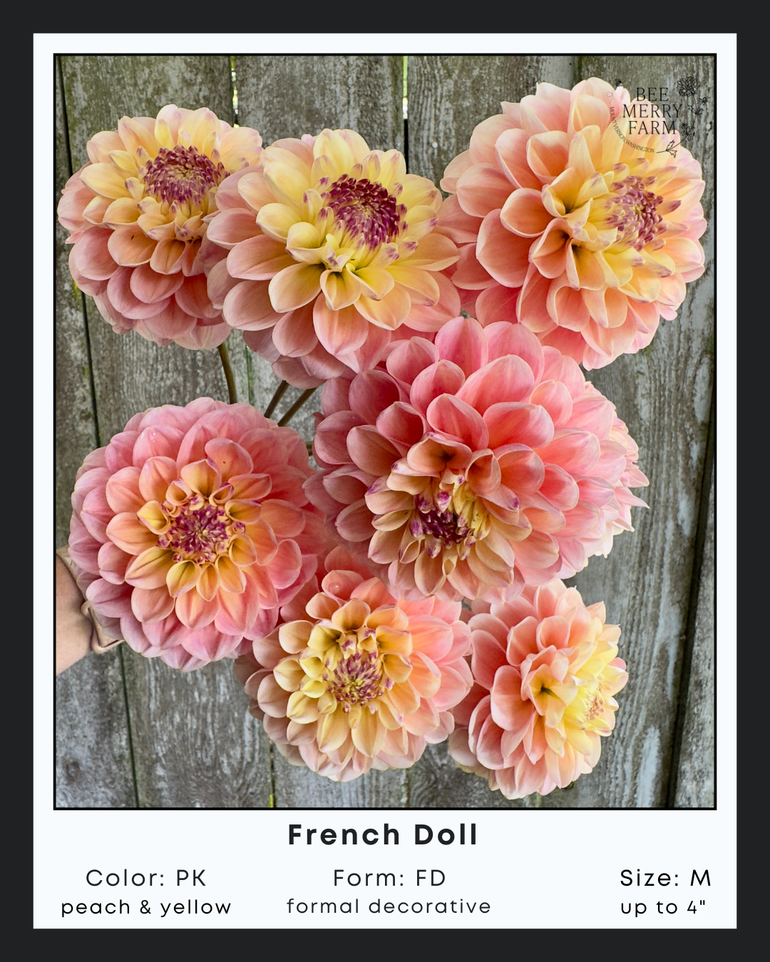 French Doll-1.png