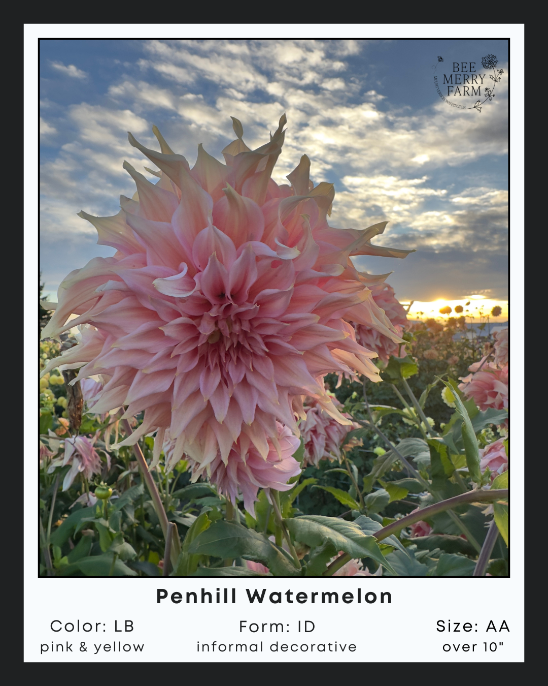 Penhill Watermelon-1.png