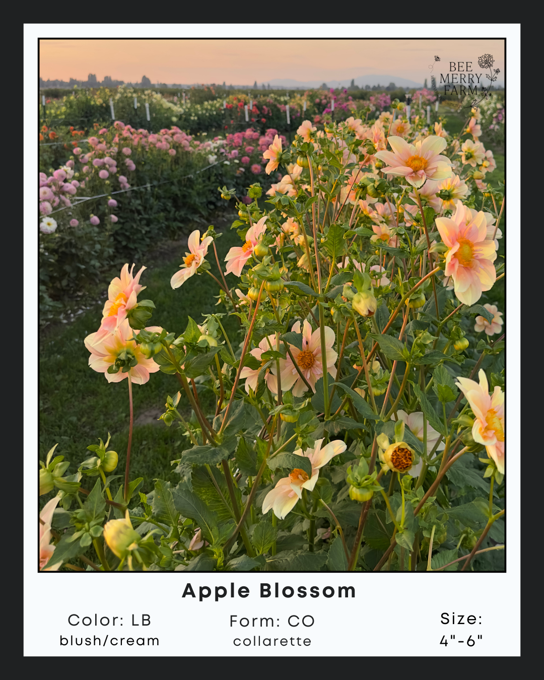 Apple Blossom-2.png