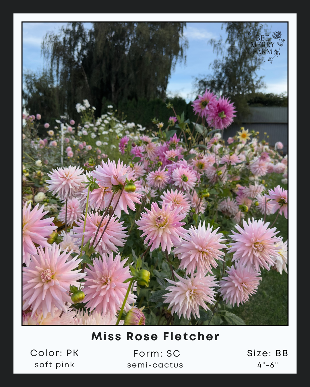 Miss Rose Fletcher-1.png