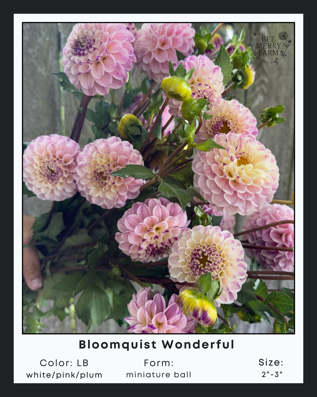 Bloomquist Wonderful