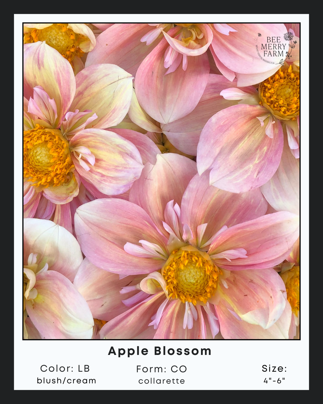 Apple Blossom-3.png