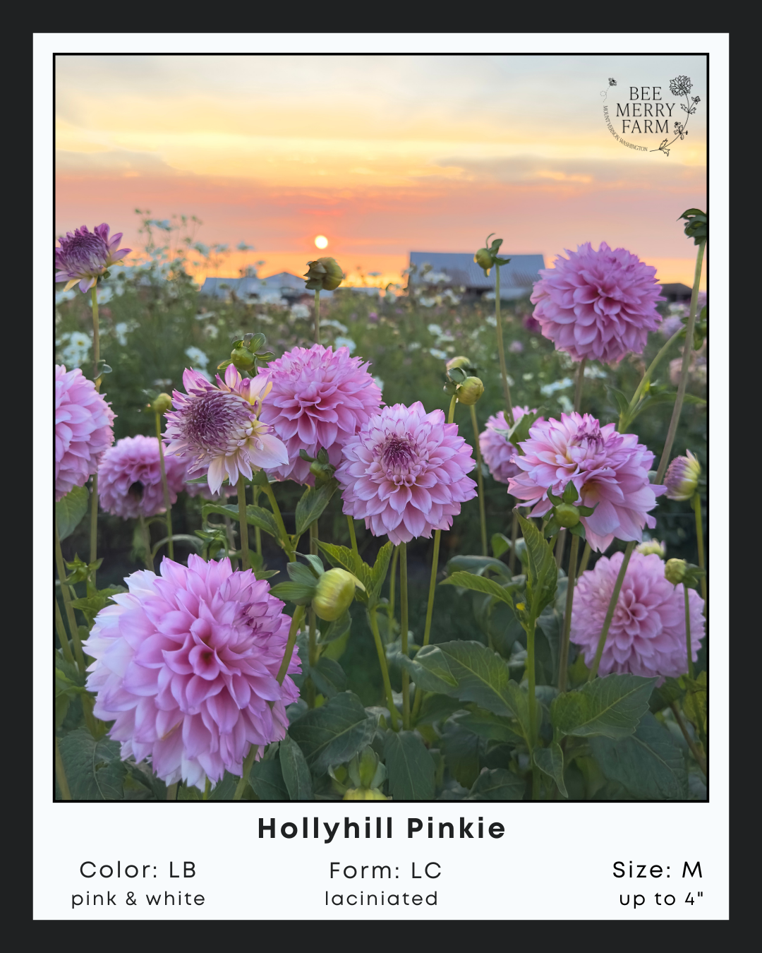 Hollyhill Pinkie-1.png