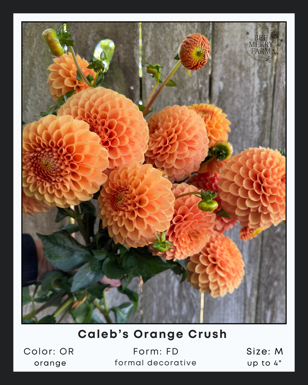 Caleb's Orange Crush