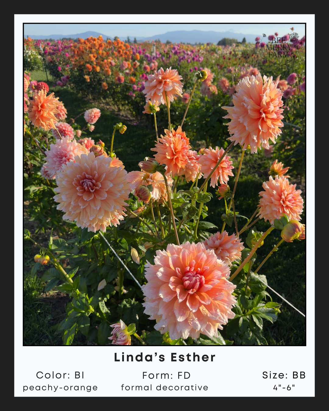 Linda's Esther-2.png